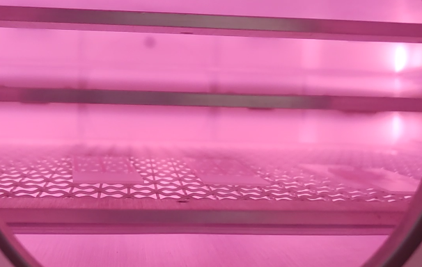 豆奶视频APP官网机