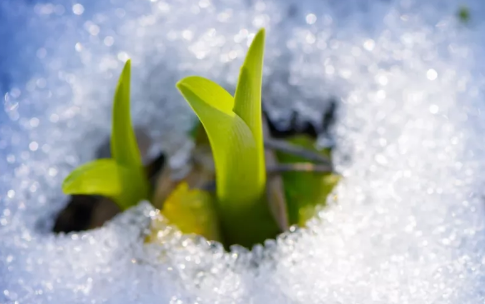 今日小寒,豆奶视频在线观看豆奶视频APP官网机祝大家节日快乐