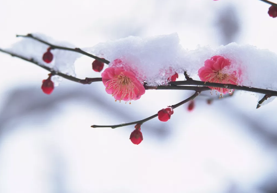 豆奶视频在线观看豆奶视频APP官网机提醒，今日大寒仍需防寒