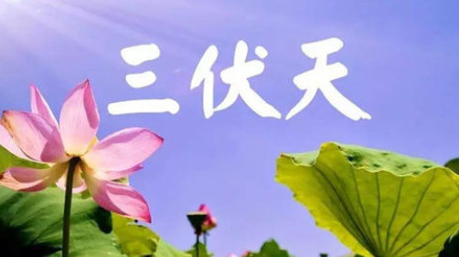 入伏,或开启蒸煮模式-豆奶视频在线观看豆奶视频APP官网机